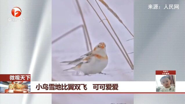 吉林:摄影师拍到小鸟雪地比翼双飞,画面可可爱爱