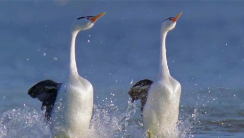 光看名字就很屌的鸟类—鸊鷉，求偶靠舞技，水上时速能飙到40公里