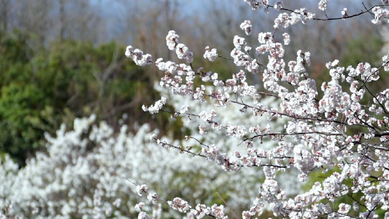 湖南南岳衡山簇簇野樱点缀山头,片片粉霞云霭弥漫山间