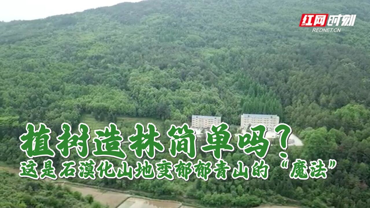 植树造林简单吗?他们为湖南石漠化山地治理施展“神奇魔法”