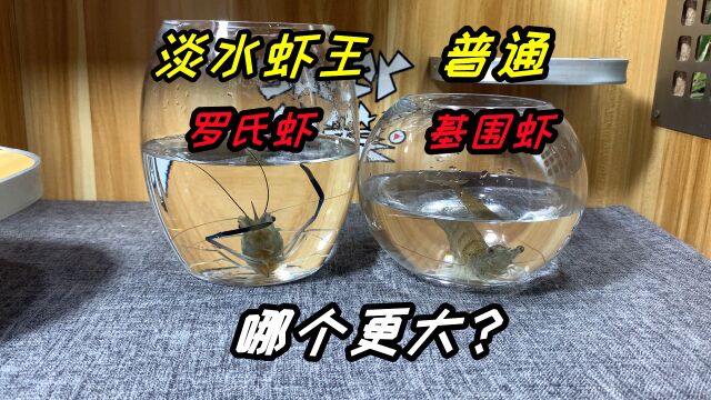 淡水虾王罗氏虾真的很大吗?买回来跟基围虾对比,还真的有点大