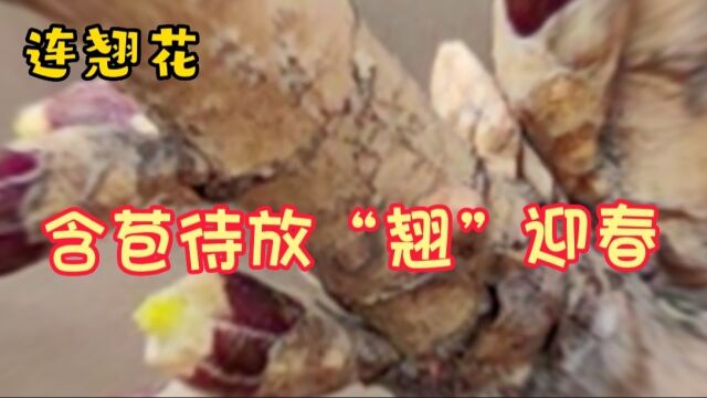 连翘花:含苞待放“翘”迎春