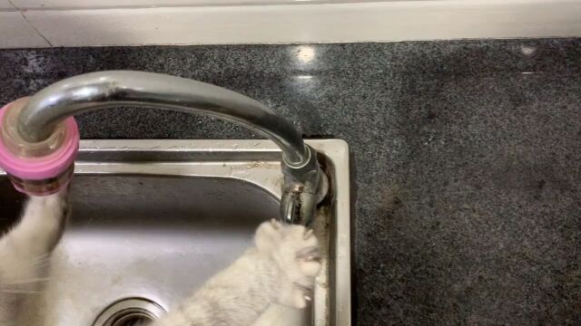 给铲屎官做饭的第一天猫美食会做饭的猫