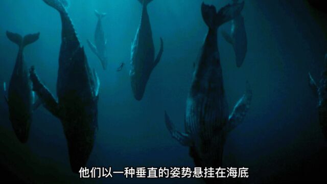 2023新美剧,海底出现未知生物,还控制了鲸鱼