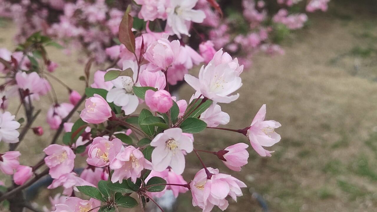 满树繁花引人醉!枣庄龙潭公园海棠花竞相绽放 美不胜收