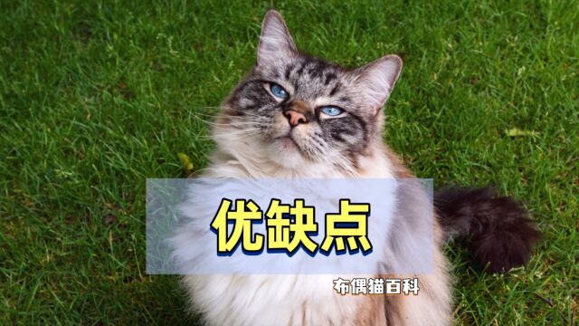 不要着急养布偶猫,先了解它的“优缺点”!