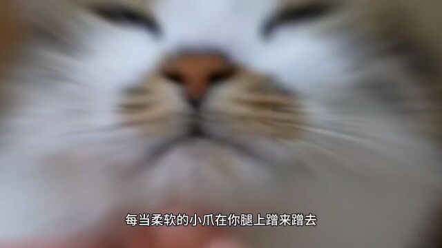 养猫咪的好处!