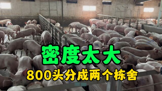 800多头猪分成了两个栋舍,处理了2头无价值猪,降低密度促进生长