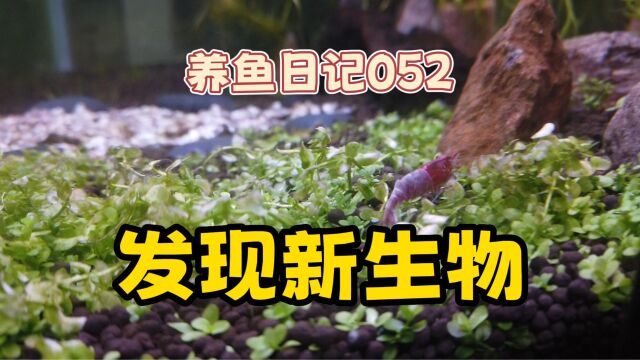 养鱼日记052:鱼缸里发现新生物 也不知道是什么 但是能动