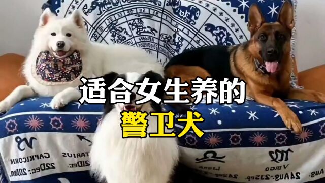 适合女生养的警卫犬.