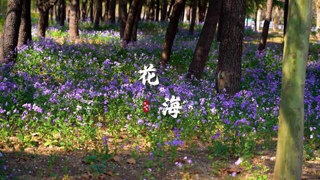 春暖花开,微风自来;春天的一切美好都值得用镜头记录.#春暖花开 #春日限定 #风景 #寿光寿光 #街拍