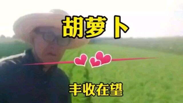 胡萝卜丰收在望