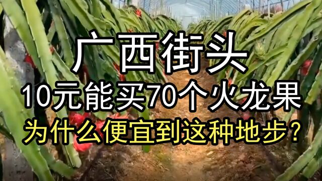 广西街头10元能买70个火龙果,为什么便宜到这种地步?