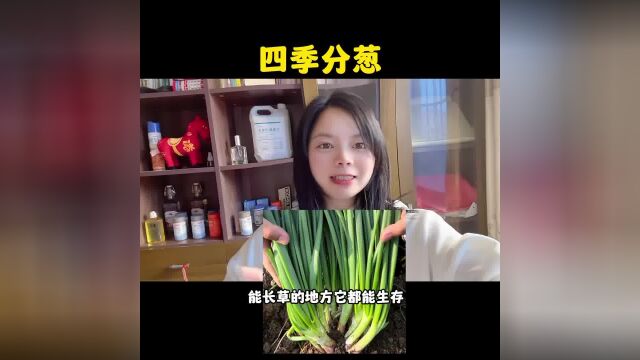 家里小院,花盘都可以种上四季分葱#小香葱 #阳台小院均可种植