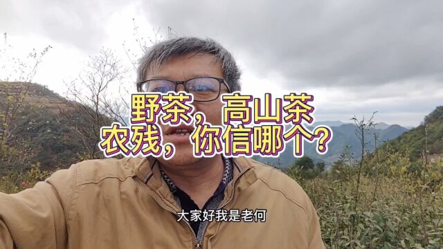 高山云雾茶无农残上架!我可不相信那些荒野茶神奇的故事!