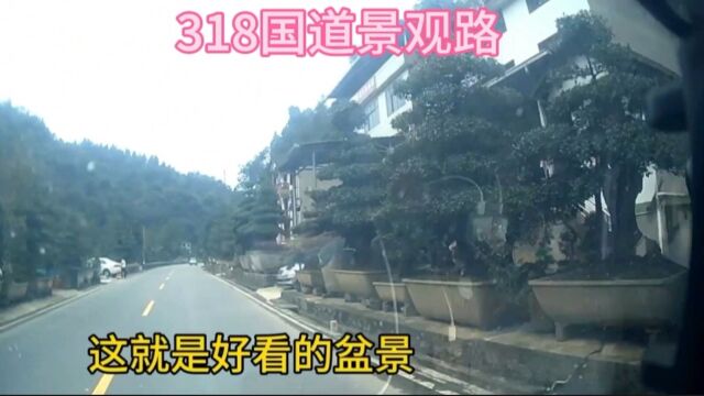 实拍318国道景观路,两侧都是盆景艺术,老头把车直接开到了政府院里