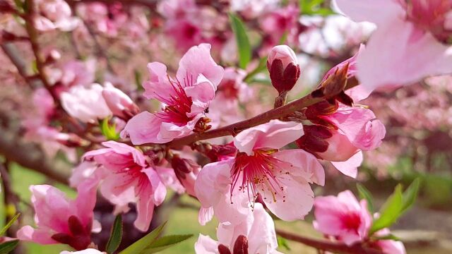 石家庄市栾城区樱花公园