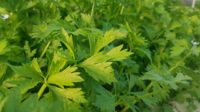 水培种植芹菜,掌握好株行距,比种生菜还简单