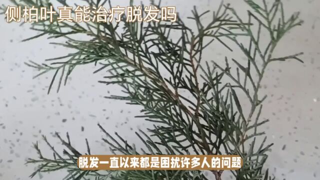 探寻真相:侧柏叶真的能治疗脱发吗