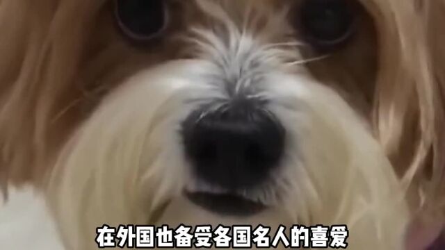 小型犬长毛可爱不掉毛,说的不就是西施犬吗