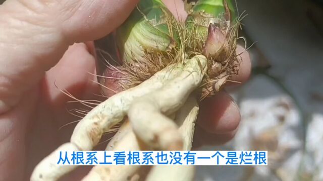 解剖茎腐病兰花芦头变色太神速不,兰花癌症太可怕