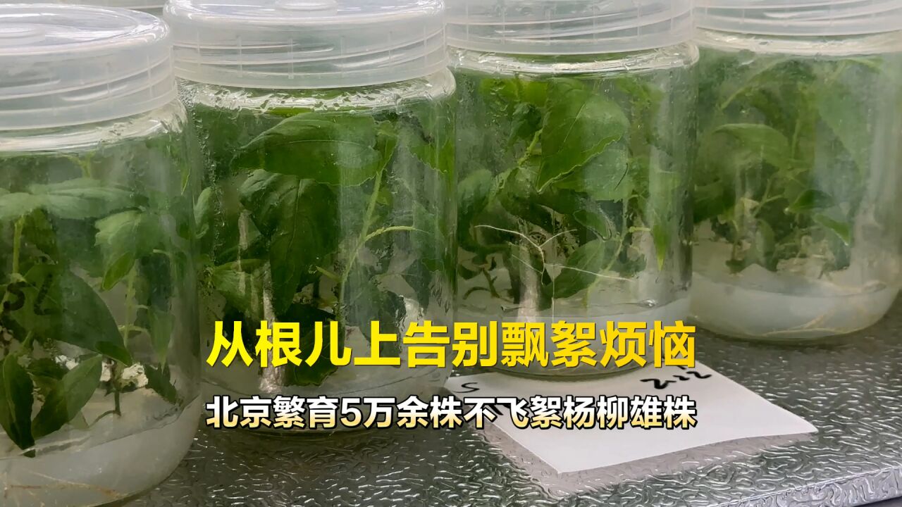 视频|多措治理飘絮问题,北京繁育不飞絮杨柳雄株5万余株