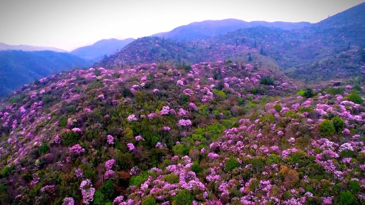 湖南株洲:人间四月天 炎陵看杜鹃