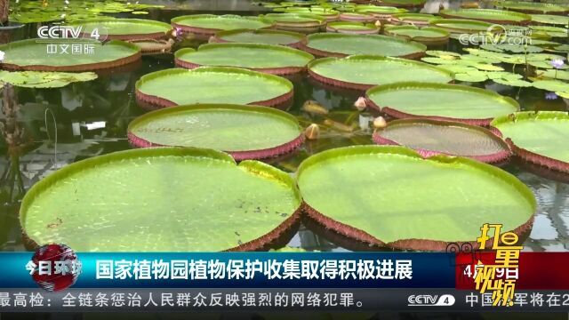 国家植物园植物保护收集取得积极进展