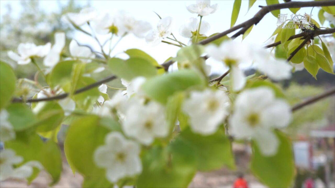 万亩梨花胜似雪 “赏花经济”助力乡村振兴