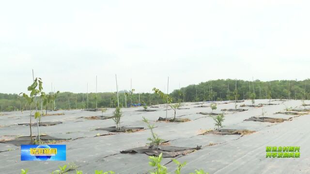 会山:建设水果示范种植项目 壮大村集体经济