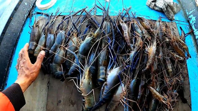 缅甸湄公河钓虾人,专钓当地河里野生沼泽蓝虾,国内叫罗氏沼虾