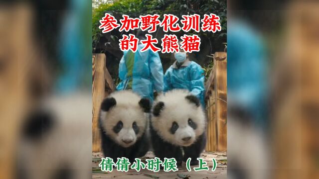 参加野化训练的大熊猫倩倩小时候(上)