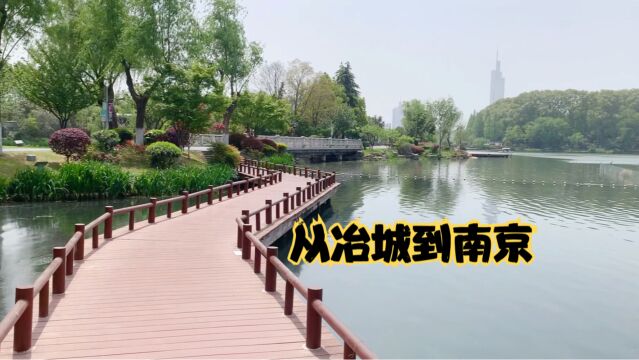 夏游记|4月的南京柳絮飘飘,周末人挺多