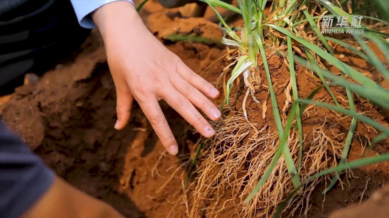 新华全媒+|红土地上农事忙 “不毛地”变致富田