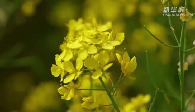 央媒看沧州 | 河北任丘:油菜花开引客来 美丽经济促振兴