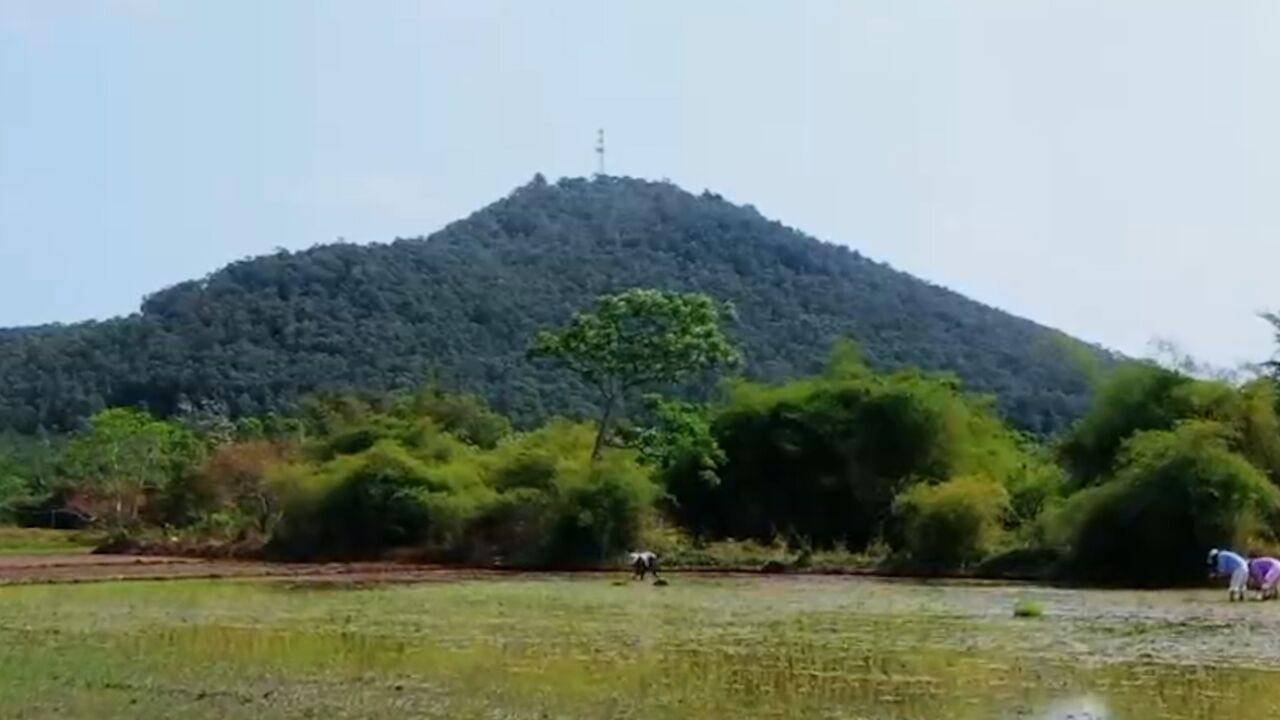 火山喷发玄武岩,长期风化,沉土壤变成黑土最适合中稻米了