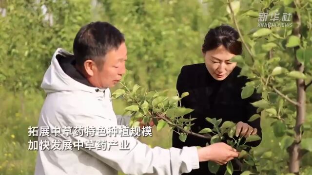 央媒看沧州|河北任丘:特色中草药种植 助力乡村振兴