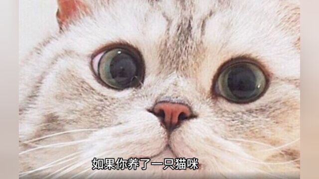 猫咪走丢了,可以这样找,提高找回的可能性