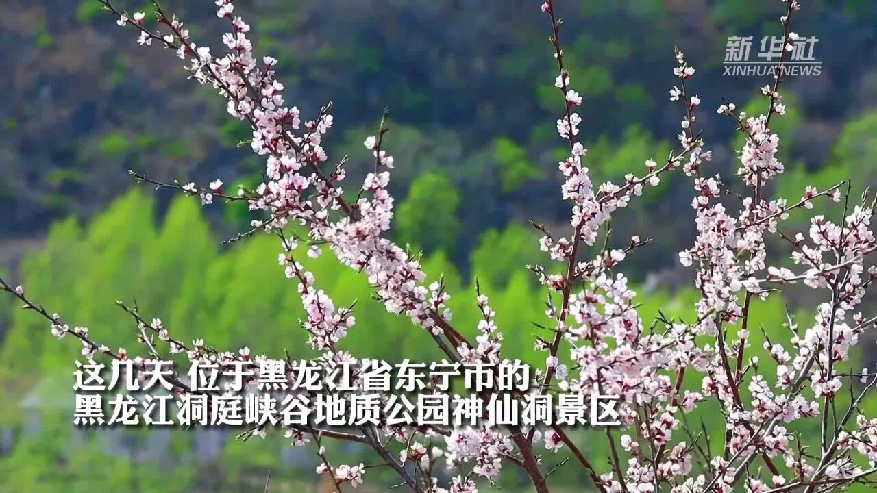 黑龙江东宁:花开春意浓