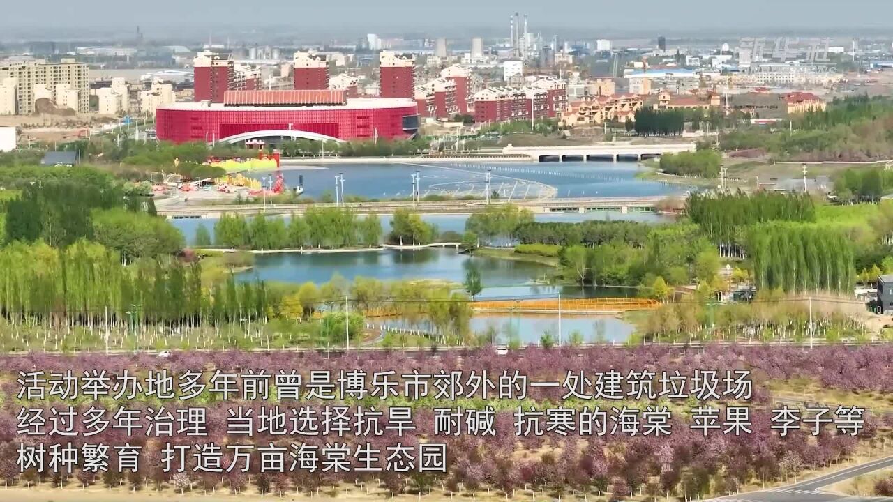 新疆博乐:海棠花开 荒山换新颜