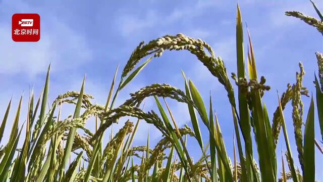 荞麦花开正盛 引众多市民打卡