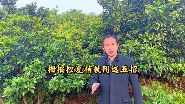 控夏梢能保住果实,但要多管齐下的采取措施,才能有效控制夏梢!#柑橘 #夏梢 #控梢 #以果控梢