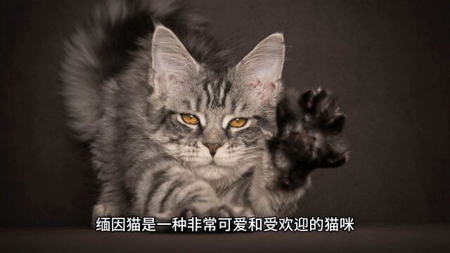 缅因猫适合新手养吗?先看看养缅因猫是什么体验