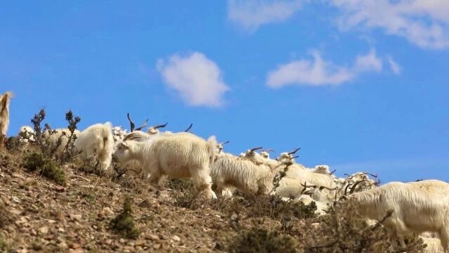 冲刺收尾!巩留县疆宁生物产业园今年年底将投入生产