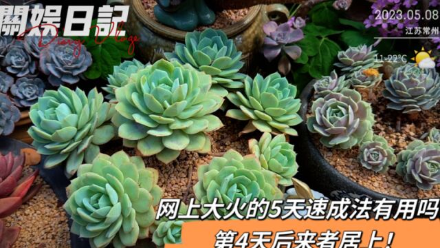 网上大火的5天速成法有效吗?最后两天,后来者居上!