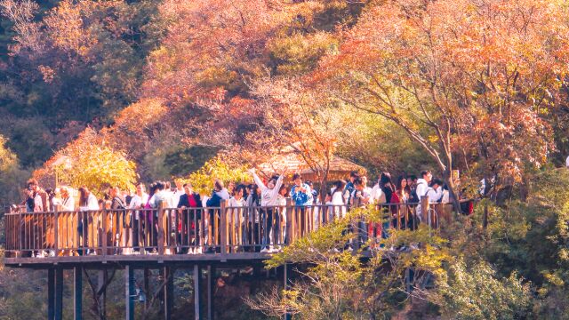 河南宝泉2023年红叶节盛大开幕了,喜欢宝泉的游客前来赏景打卡.