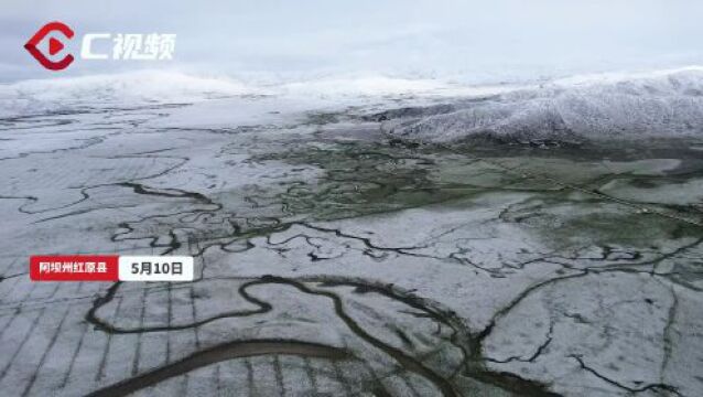 C视频丨红原大草原迎来入夏降雪