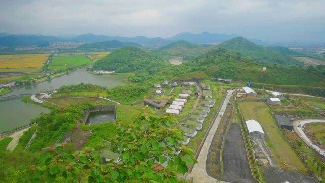 盛开的大滨菊,湖光山色,宁波新晋网红地