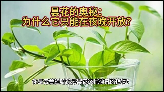 昙花的奥秘:为什么只能在晚上开放?