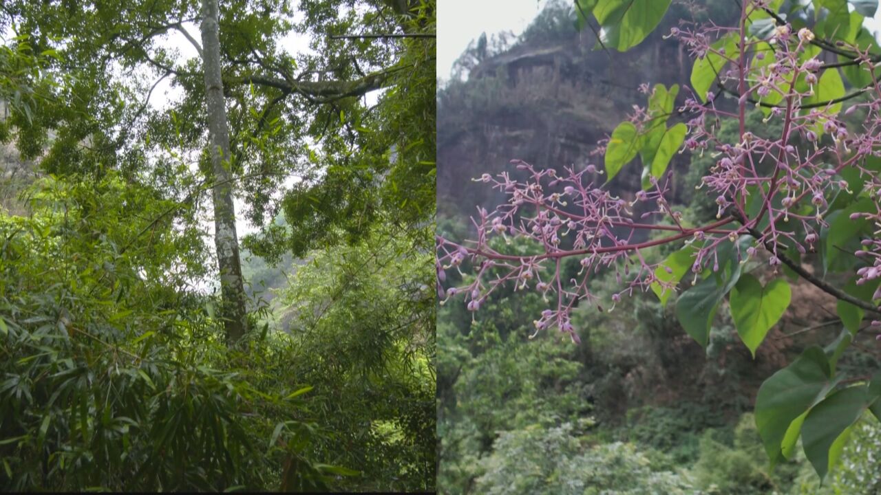 新记录种!福建发现国家二级重点保护野生植物丹霞梧桐群落